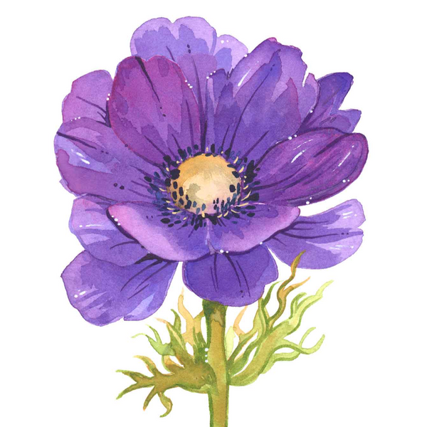 Anemone | Print