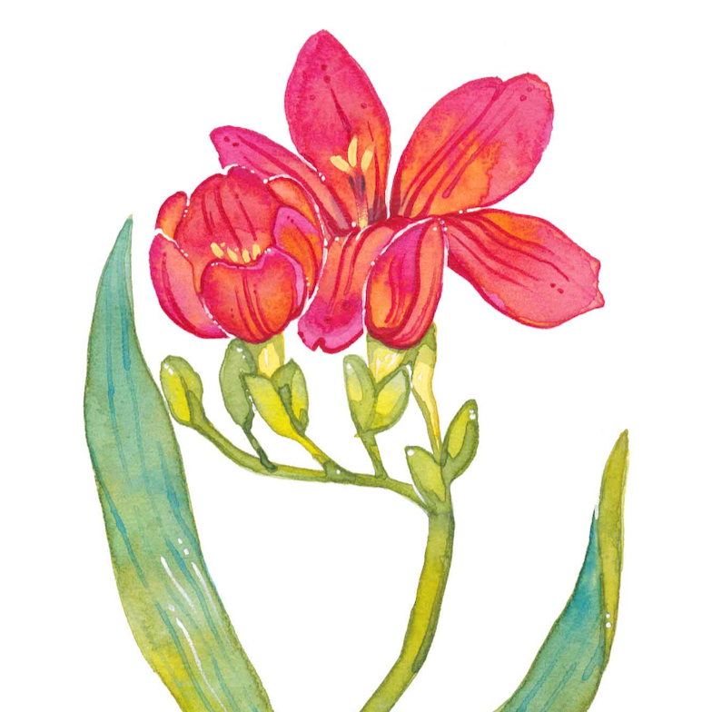 絵画 freesia  sizeF3 Freesia Watercolor Clipart – 19 Floral Pngs - Etsy