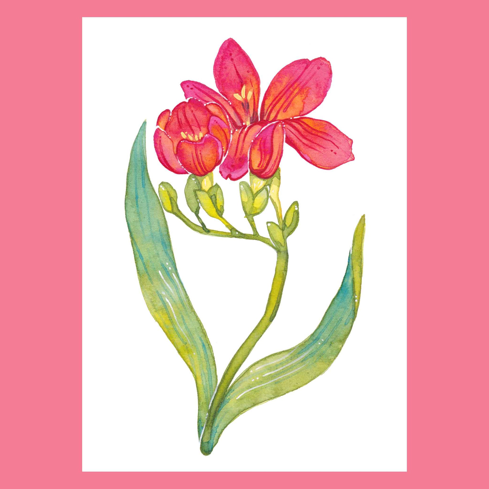 Freesia | Print – Art by Robin Klinger